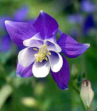 Aquilegia