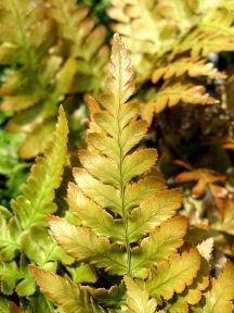Dryopteris erythrosora 'Brilliance'