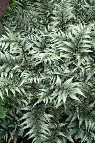 Ferns