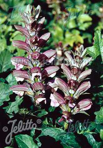 acanthus balcanicus hungaricus specialty