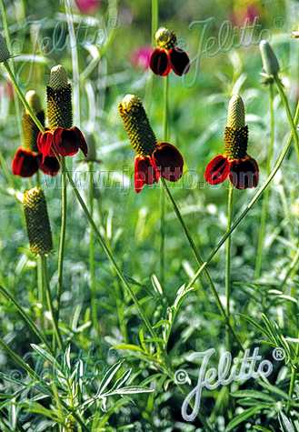 ratibida-columnifera-red-midget