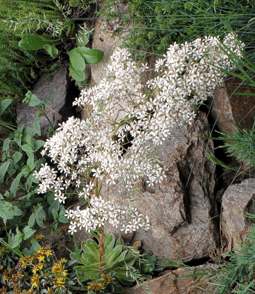saxifraga cotyledon pyramidalis specialty perennials flower seeds