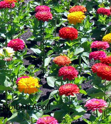 Zinnia Cut And Come Again Specialty Perennials Flower Seeds Zinnia Cut And Come Again